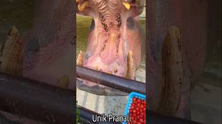 🤪Wah टमाटर बड़े मजेदार🤣Bhaiya ने Hippo को खिलाया टमाटर🍅😋 funny shortvideo viralvideo shorts [upl. by Ees498]