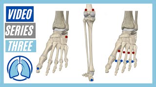 Lower Extremity Video Series Three Action Origin Insertion Innervation [upl. by Ronnica]