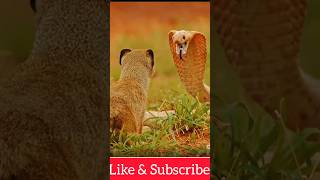 Biggest Fight Of Cobra amp Mongoose Love Nature animals cobra mongoose trending [upl. by Nosnarb207]