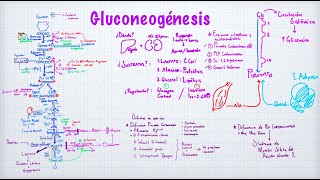 Gluconeogénesis [upl. by Eymaj]