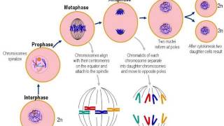 Cellular Reproduction [upl. by Rayburn]