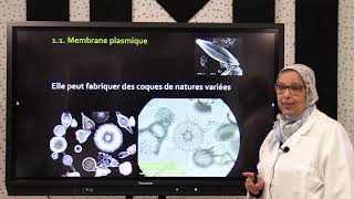 2Biologie des Org Animaux Sous Règne des Protozoaires [upl. by Alel627]