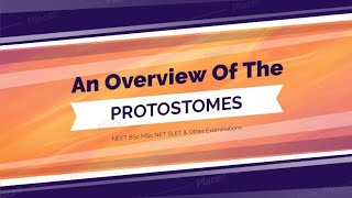 An Overview Of The Protostomes [upl. by Cavanaugh]