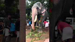 ഉക്കൻസ് കുഞ്ചു ❤️  ukkens Kunju  Kerala Elephant  shorts 2024 reels [upl. by Anahtor998]