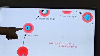 232 Plasmodium vivaxHuman Phasevideo2 ERYTHROCYTIC SCHIZOGONY [upl. by Singer]