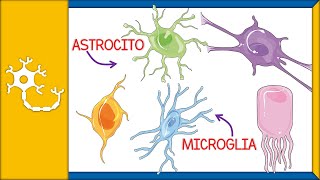 CÉLULAS GLIALES  histología tipos funciones y barrera hematoencefálica  Ep 2 [upl. by Olly]