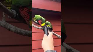 Feeding lorikeets at Riverbank Zoo [upl. by Leitnahs579]