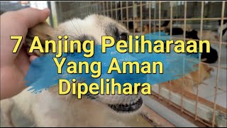 Simulasi Pelatihan Anjing Pelacak di Bandara Soekarno Hatta  Customs Protection [upl. by Anabella]