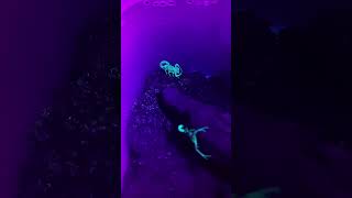 Tityus Stigmurus Scorpion Glowing Brilliantly Under UV Light shorts [upl. by Atilehs541]