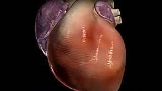 Cardiac Arrhythmia [upl. by Robbie]