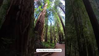 Experience the captivating beauty of the Redwood Trees  Muir Woods National Park muirwoods [upl. by Teria533]