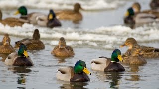 Breaking Ice Mallards and Snow Geese [upl. by Eizdnil]