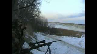 COYOTE HUNTING Saskatchewan Double Dosage TEAM AMBUSH [upl. by Anuahsed]