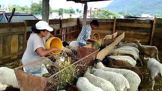 Alimentando borregas con rastrojo de maíz [upl. by Mendie]