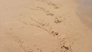 Unknown animal tracks found [upl. by Gates123]