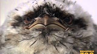 Tawny Frogmouth Chicks at Brookfield Zoo [upl. by Newton]