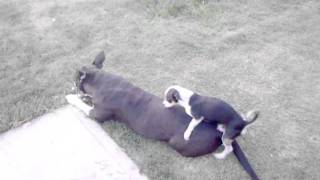 Chihuahua VS Pit bull3gp [upl. by Verity52]