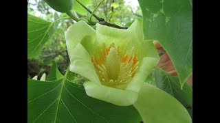 Liriodendron tulipifera tulip tree [upl. by Anenahs]