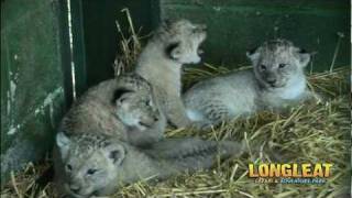 Introducing New Born Lion Cub Simba and his Siblings at Longleat Safari Park [upl. by Ydnic614]