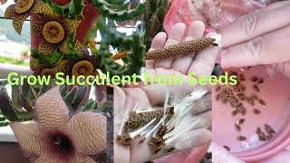 How to Propagate Stapelia Starfish from Seeds amp varieties of Succulents are Blooming amp Care Tips [upl. by Valentino]