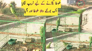 Ringneck parrot was trapped parrot ek or parrot ko sath la aya  wo b Bolnay Wala parrotBirds [upl. by Thurber]