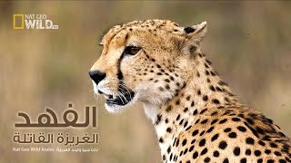 الفهد الغريزة القاتلة  نات جيو وايلد العربية  Nat Geo Wild Arabic [upl. by Edniya]