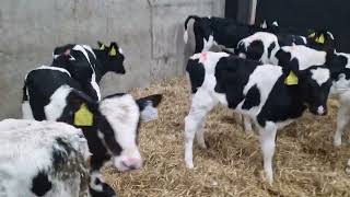 8 Pedigree Holstein heifer calves for sale [upl. by Eciened594]