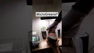 Watercress Microgreens garden seeds microgreens growyourownfood [upl. by Victorine741]