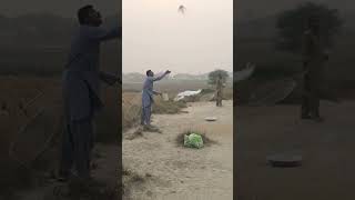 Lambi Ka Sir Gar Muqabla like pigeon subscribe [upl. by Ocirederf]