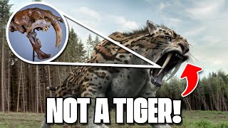 The Tiger That isnt a Tiger  Saber Tooth [upl. by Joanna]