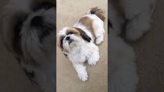 Shih Tzu talking back [upl. by Aiekram]