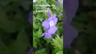 Streptocarpus rexii 💕꽃말quot행운의 열쇠quot💕Cape primrose스트렙토카르푸스サクソルム삭소롬프림로즈앵초 꽃이름 花の名前 flower name [upl. by Babbie]