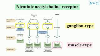 nicotinic acetylcholine receptor English  Medical terminology for medical students [upl. by Nylad250]