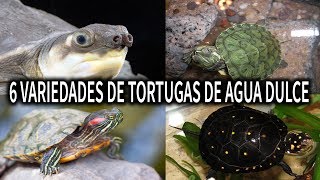 6 VARIEDADES DE TORTUGAS DE AGUA DULCE  TORTUGA  AcuariosLP [upl. by Joshuah592]