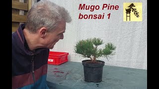 Mugo Pine bonsai 1 [upl. by Ahsiema]