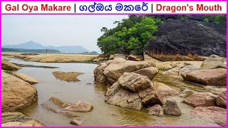 Makare  Dragons Mouth  මකරේ Gal Oya National Park 2016  1 of 2 [upl. by Acinimod850]