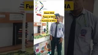 RNA Structure Types and Functions  About RNA  rna dna shorts [upl. by Jovitta787]