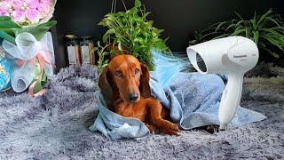 BlowDrying the Dachshund After Her Bath  Funny Dog Videos [upl. by Donough]