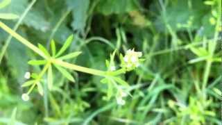 Cleavers Galium Aparine  Stickywilly  20120623 [upl. by Yrffoeg]