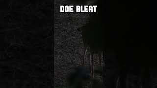 Vocal Doe  Doe Bleat vs Doe Grunt whitetailhunt deerhunting [upl. by Amerak]