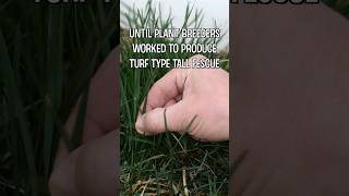 Kentucky 31 Fescue vs Elite Turf Type Tall Fescue [upl. by Abraham160]