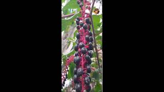 V Garcia SK Vlog is live beautiful plant [upl. by Leinad]