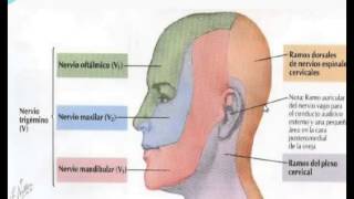 Dermatomas y miotomas Generalidad [upl. by Warrenne]