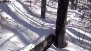 the quotBigfoot Trackway In The Snowquot video [upl. by Lianne]