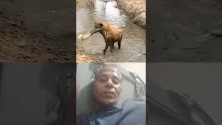 Reverse video se kaise pagal banate hain animals dog wildlife [upl. by Bloxberg914]