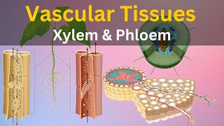 What are Vascular tissues What is Xylem and phloem Types of plant tissues Histology biology [upl. by Silin]