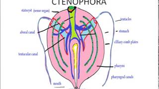 phylum ctenophora comb jelly [upl. by Anelis]