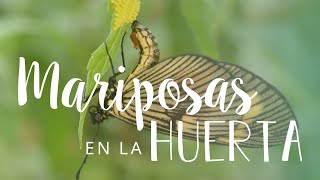 MARIPOSAS en nuestra HUERTA  Qué plantas podemos sumar para atraerlas a nuestro jardín [upl. by Jobi]