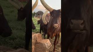 Ankole Cattle from Ishazii farm Uganda 🇺🇬 animals ankolecattle shortvideo cow [upl. by Etnahc433]