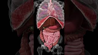 Explore the Dynamic Movements Inside Your Body anatomy meded 3danimation [upl. by Golub851]